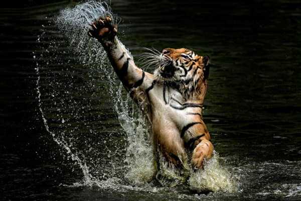 tiger-photos-10