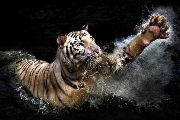 tiger-photos-13