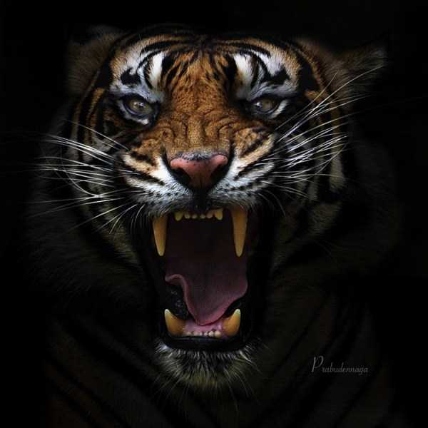 tiger-photos-14