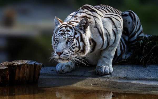 tiger-photos-15