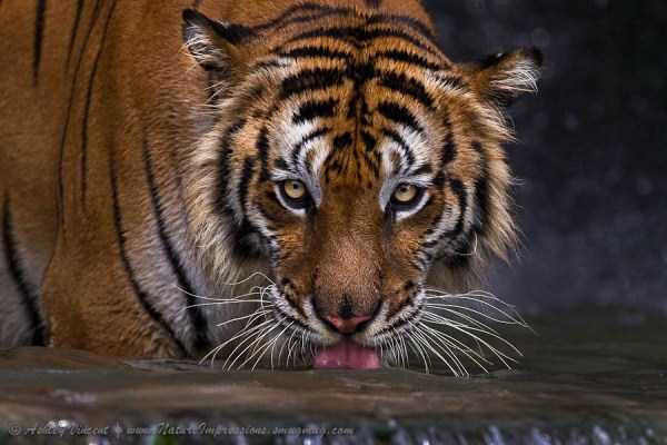 tiger-photos-18