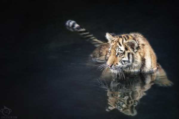 tiger-photos-21