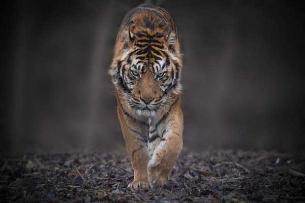 Εντυπωσιακές λήψεις με τίγρεις στο φυσικό τους περιβάλλον [εικόνες]