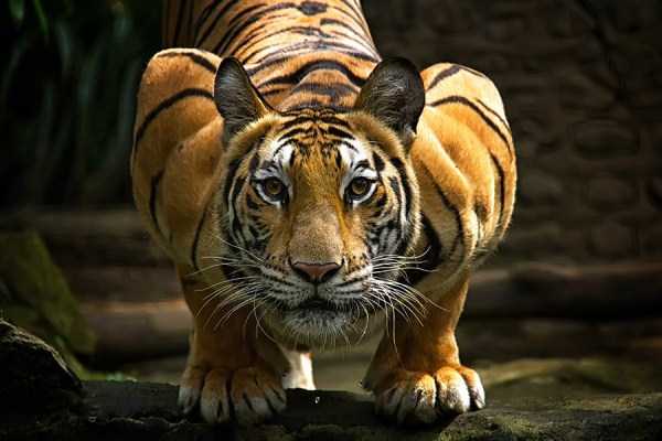 tiger-photos-5