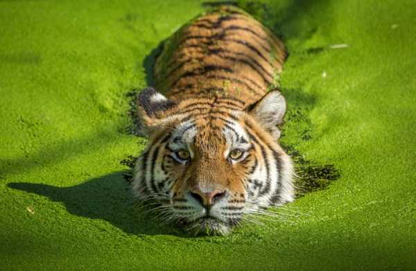 tiger-photos-6