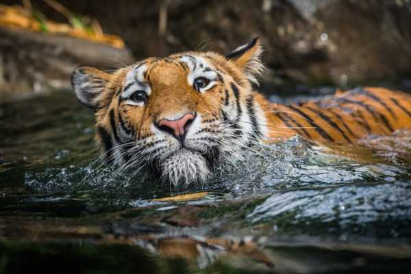 tiger-photos-7