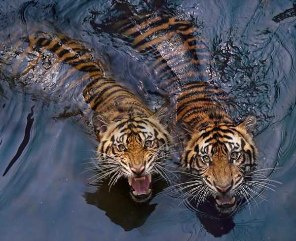 tiger-photos-8