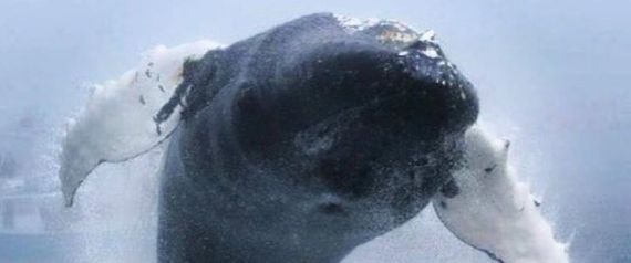 H ιπτάμενη φάλαινα: Η τρομερή εναέρια βουτιά μιας φάλαινας μπροστά στα μάτια έκπληκτων θεατών (vid)