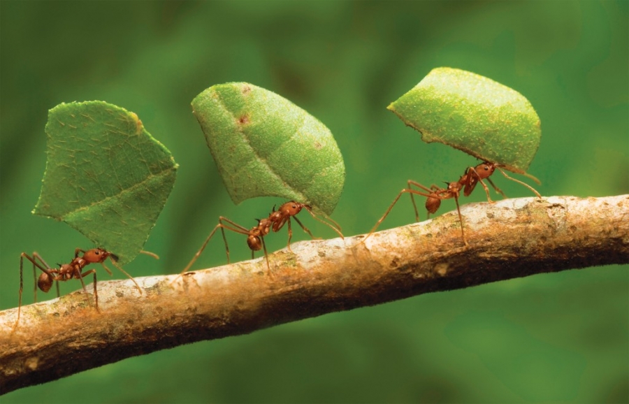 Η σοφία της φύσης: Δείτε τι πίνουν τα μυρμήγκια για να απαλλαγούν από μυκητιάσεις!