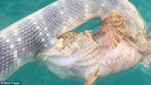Μάχη μέχρι θανάτου! Το πιο δηλητηριώδες φίδι εναντίον του πιο θανατηφόρου ψαριού! (εικόνες)