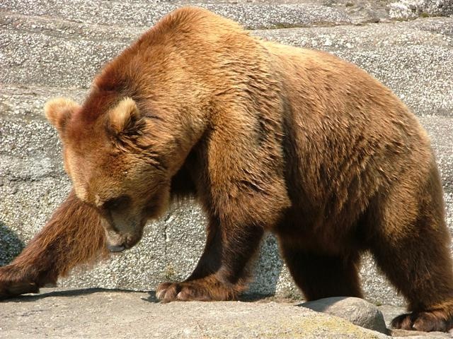 Δείτε τον ατρόμητο που άφησε να τον δαγκώσει μια… αρκούδα! (video)