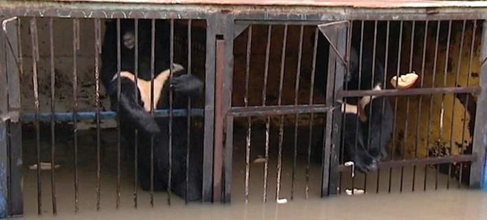 «Πνίγηκε» ζωολογικός κήπος στη Ρωσία: Σοκάρουν οι εικόνες με τα ζώα στα κλουβιά