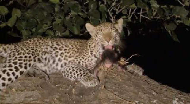 Μια λεοπάρδαλη σκοτώνει έναν μπαμπουίνο, αλλά ποτέ δεν περίμενε τι θα έβρισκε μετά μπροστά της (βίντεο)
