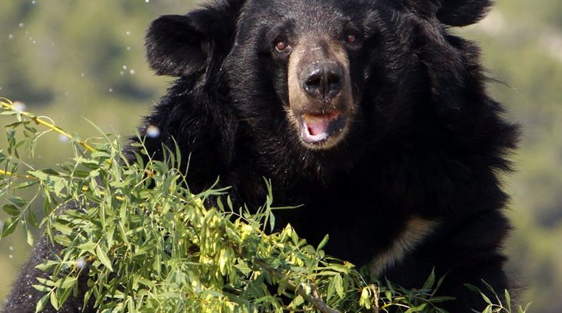 Υπό πολιορκία πεινασμένων αρκούδων ένα ρωσικό χωριό