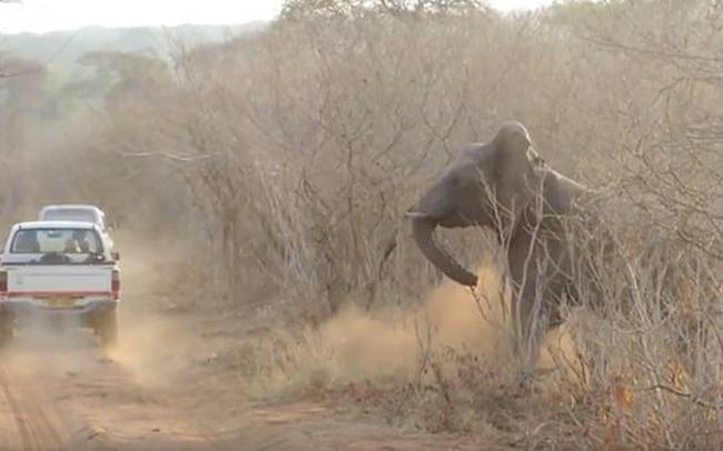 Γι΄αυτό δεν πρέπει να ενοχλείς τους ελέφαντες όταν… κοιμούνται! (vid)