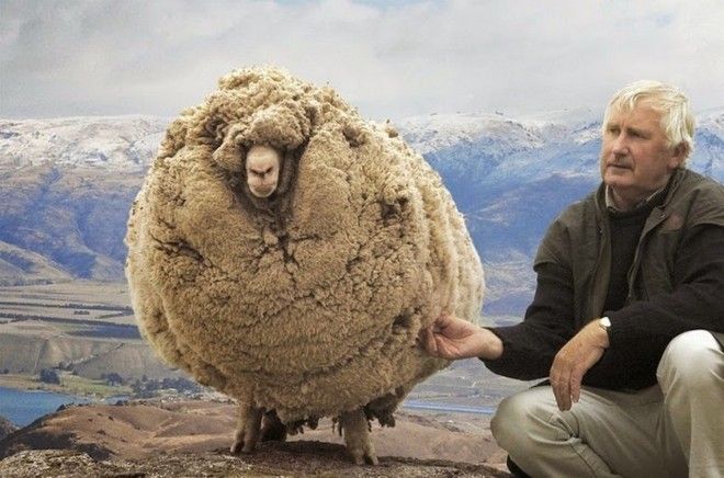 Το ατίθασο πρόβατο που “κρύφτηκε” για 6 χρόνια για να μην το κουρέψουν! [εικόνες]