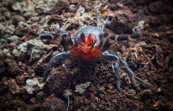 Η τρομακτική αράχνη με τις κόκκινες δαγκάνες!
