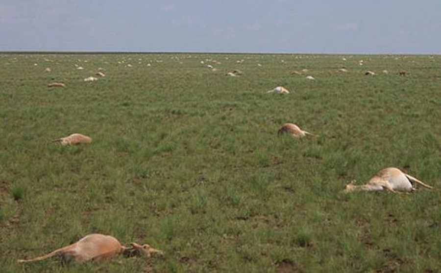 Επιδημία σκοτώνει 130.000 αντιλόπες στο Καζακστάν μέσα σε ένα χρόνο! – Κινδυνεύει το οικοσύστημα της περιοχής