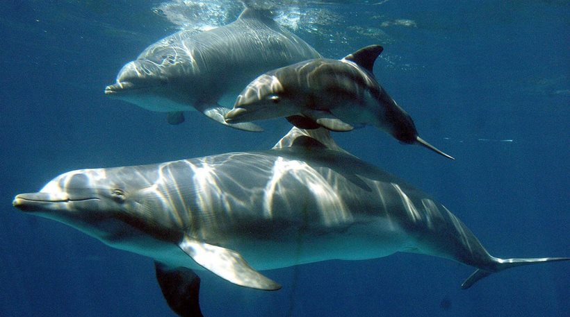 Eντυπωσιακό βίντεο: Δελφίνια… ανοίγουν δρόμο σε πλοίο!