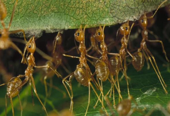 Όταν τα μυρμήγκια γίνονται “φρουροί” των καλλιεργειών!
