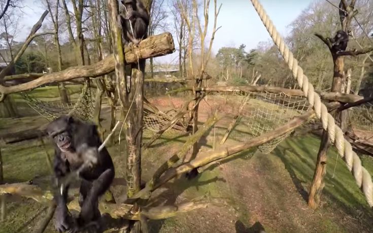 Drone καταρρίπτεται από… χιμπατζήδες [video]