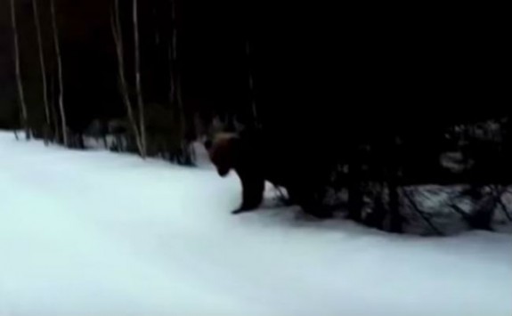 Αναπάντεχο γεγονός: Δείτε όταν μια αρκούδα πλησίασε στο ένα μέτρο αυτόν τον άνθρωπο τι έγινε (βίντεο)