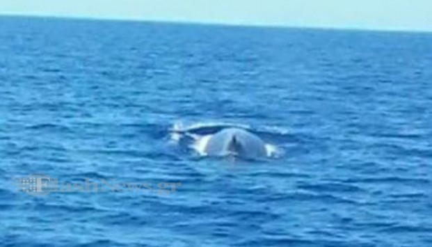 Χανιά: Ψάρευε και είδε μπροστά του αυτή τη φάλαινα-φυσητήρα – Δείτε φωτογραφίες