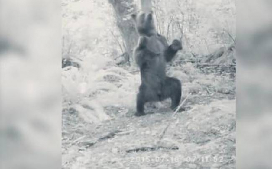 Δεν έχετε ξαναδεί κάτι αντίστοιχο: Αρκούδα… “τύφλα” στο μεθύσι! (Βίντεο)