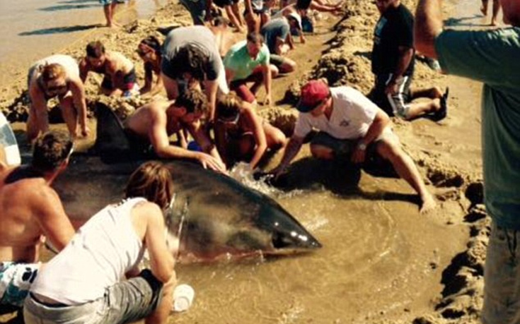 ΗΠΑ: Μάχη για τη σωτηρία καρχαρία που βγήκε στην ακτή (εικόνες)