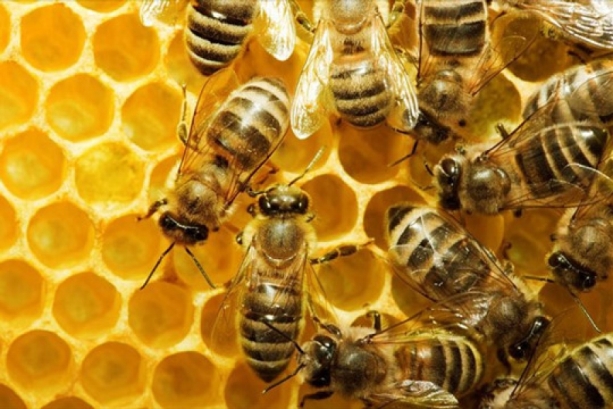 Δείτε τι ανακάλυψαν ερευνητές για τις μέλισσες!