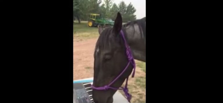Δείτε τo άλογο που παίζει πιάνο με τα χείλη του- Τρομερός «δεξιοτέχνης»  (βίντεο)