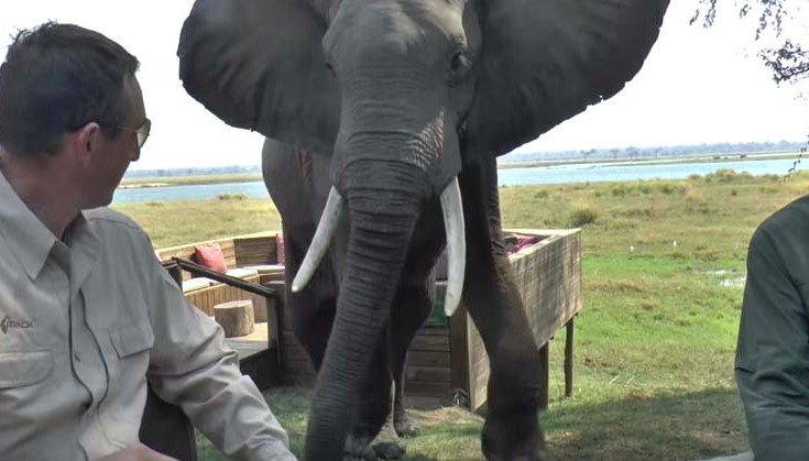 Πώς μπορεί να σου χαλάσει το γεύμα ένας ελέφαντας! [βίντεο]