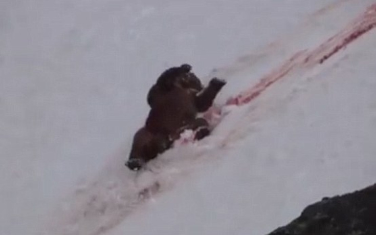 Η στιγμή του θανάτου μιας αρκούδας από τα πυρά των κυνηγών [βίντεο]