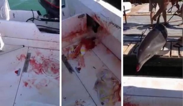 Βίντεο: Δελφίνι πήδηξε στο σκάφος και της έσπασε τα πόδια!