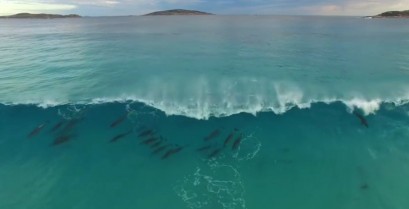 Τα δελφίνια κάνουν σέρφινγκ [βίντεο]