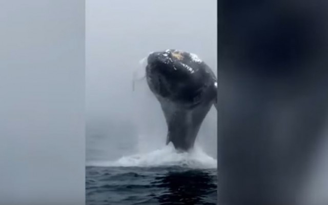 Μια τεράστια φάλαινα κάνει άλμα μέσα στη θάλασσα και όλοι μένουν άναυδοι! (βίντεο)
