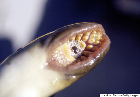 Θαλάσσιες λάμπραινες: Το προϊστορικό ψάρι με τα κοφτερά δόντια που επανεμφανίστηκε στα ποτάμια της Βρετανίας