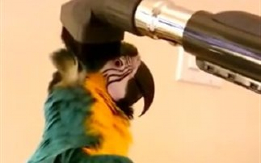 Δεν έχετε ξαναδεί κάτι αντίστοιχο: Παπαγάλος εναντίον… ηλεκτρικής σκούπας! (Βίντεο)