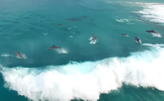 Μοναδικές στιγμές: Δελφίνια παίζουν στα κύματα (vid)