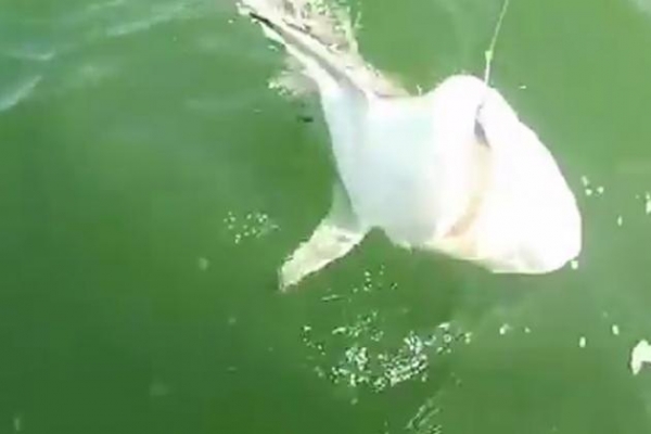 Βίντεο: Θαλάσσιο τέρας κατάπιε μονομιάς ολόκληρο καρχαρία!