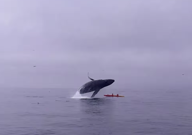Μεγάπτερη φάλαινα πέφτει πάνω σε καγιάκ! [βίντεο]