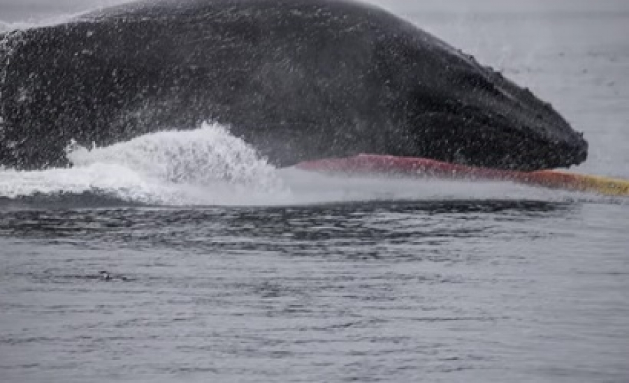 Ανατριχιαστικό βίντεο: Μεγάπτερη φάλαινα πέφτει πάνω σε καγιάκ! (Βίντεο)