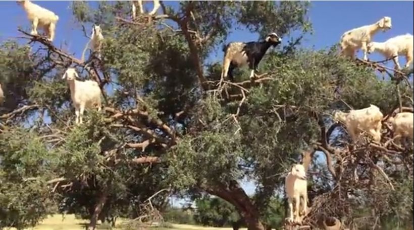 Το πιο παράξενο κοπάδι του κόσμου: «Ιπτάμενες» κατσίκες βόσκουν… πάνω σε δέντρο (βίντεο)