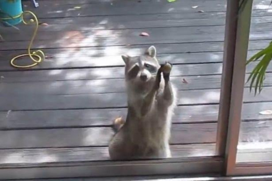 Ρακούν χτυπάει πόρτα και ζητάει φαγητό! (Βίντεο)