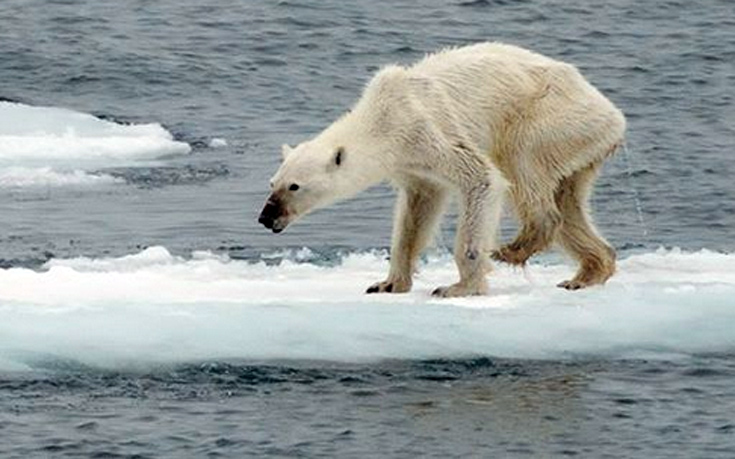 Δραματικές εικόνες: Πολικές αρκούδες στη Νορβηγία λιμοκτονούν