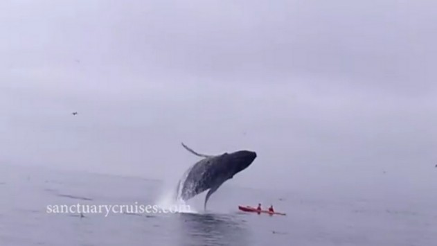 Θα μείνετε άφωνοι: Έκαναν κωπηλασία όταν μία… φάλαινα “προσγειώθηκε” πάνω τους (vid)