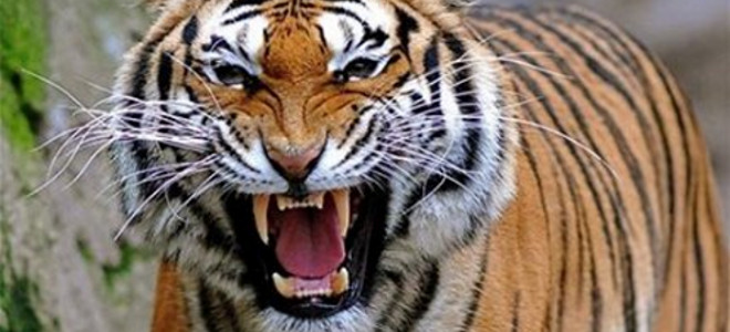 Πολωνία: Τίγρης κατασπάραξε το φροντιστή της σε ζωολογικό κήπο! [βίντεο]