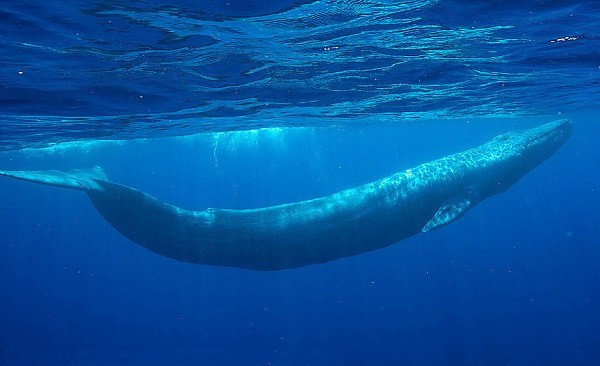 Η WWF κρούει τον κώδωνα του κινδύνου για τα θαλάσσια ζώα- Δραματικά στοιχεία