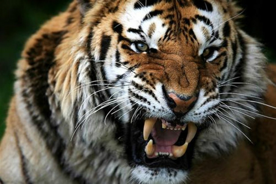 Φρίκη σε ζωολογικό κήπο: Τίγρης κατασπάραξε το φροντιστή της (Βίντεο)