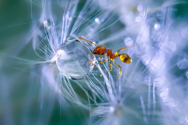Οι περιπέτειες των μυρμηγκιών – Δείτε μοναδικές εικόνες